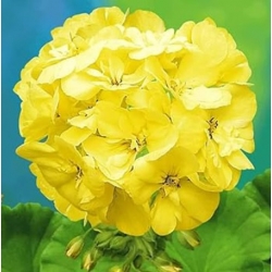 Nasiona Bodziszek pełny żółty Geranium seeds yellow