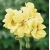 Nasiona Bodziszek pełny żółty Geranium seeds yellow