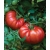 Nasiona Pomidor duży Super Steak czerw szt.6 Nxx713