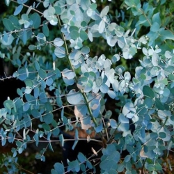 nasiona Eukaliptus Gunna szt.5 Fore183