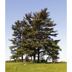 nasiona Sosna wejmutka Pinus szt5 Fore106