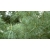 nasiona Sosna wejmutka Pinus szt5 Fore106