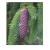 nasiona Świerk purpurowy Picea szt5 Fore72