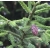 nasiona Świerk purpurowy Picea szt5 Fore72