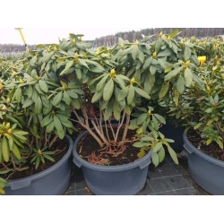 rododendrony 50 L, rhododendrons 50 container