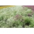 nasiona Gipsówka wiechowata swikx180